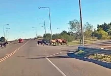 Aunque pagues peaje, en la Ruta 14 siguen los caballos sueltos