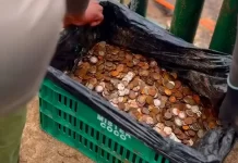 Increíble hallazgo en las Cataratas del Iguazú: encontraron un «tesoro» mientras limpiaban
