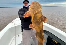 Pescaron en el río Paraná un manguruyú de 20 kilos: el video de la devolución