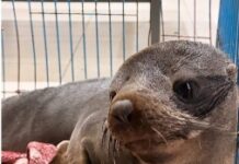 Rescataron al lobo marino que apareció en el río Uruguay