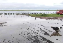 Por el Fenómeno El Niño encienden las alertas por inundaciones en zonas agrícolas de la Argentina